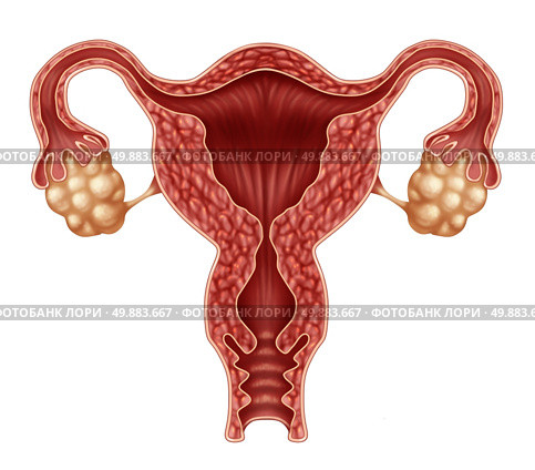 Uterus and ovaries with fallopian tubes as a human female reproduction concept isolated on a white background as a symbol of fertility and reproductive system health. Стоковое фото, агентство Ingram Publishing / Фотобанк Лори