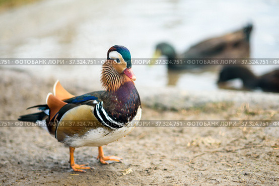 Утка-мандаринка возле пруда (Mandarin Duck) Стоковое фото, фотограф Игорь Низов / Фотобанк Лори