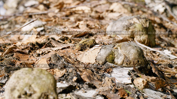 Южный Урал, грибы трутовики на стволе поваленной березы. Southern Urals, tinder mushrooms on the trunk of a fallen birch. Стоковое фото, фотограф Евгений Романов / Фотобанк Лори