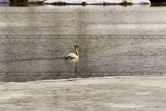 Южный Урал, лебедь-шипун (Cygnus olor) на озере весной. Southern Urals, mute swan (Cygnus olor) on the lake in spring. Стоковое фото, фотограф Евгений Романов / Фотобанк Лори
