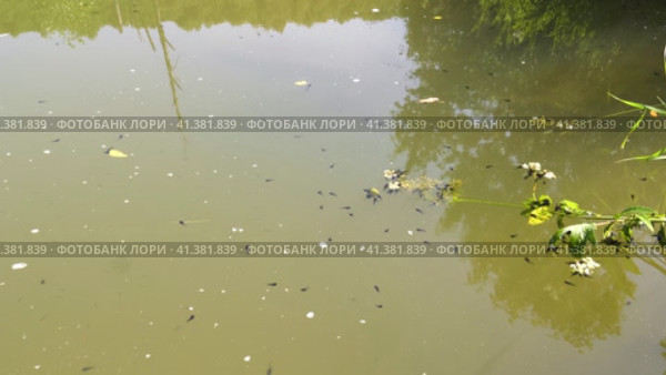 Южный Урал, лето. Головастики в горном пруду. Southern Urals, summer. Tadpoles in a mountain pond. Стоковое видео, видеограф Евгений Романов / Фотобанк Лори