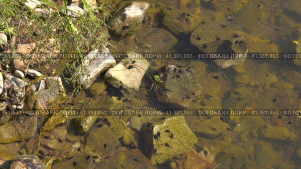 Южный Урал, лето. Головастики в горном пруду. Southern Urals, summer. Tadpoles in a mountain pond. Стоковое видео, видеограф Евгений Романов / Фотобанк Лори