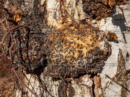 Южный Урал, многочисленные каповые наросты на берёзе Southern Urals, numerous burls on a birch. Стоковое фото, фотограф Евгений Романов / Фотобанк Лори
