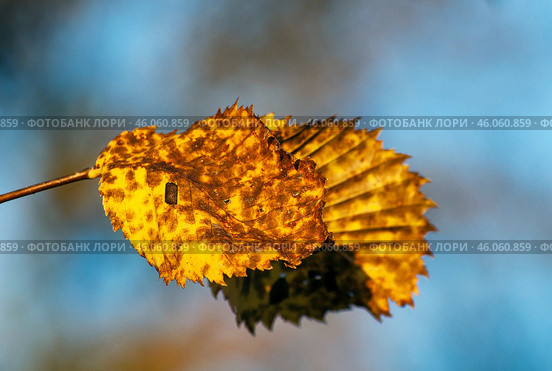 Южный Урал, осенний лист вяза (Ulmus). Southern Urals, autumn Elm (Ulmus) leaf. Стоковое фото, фотограф Евгений Романов / Фотобанк Лори
