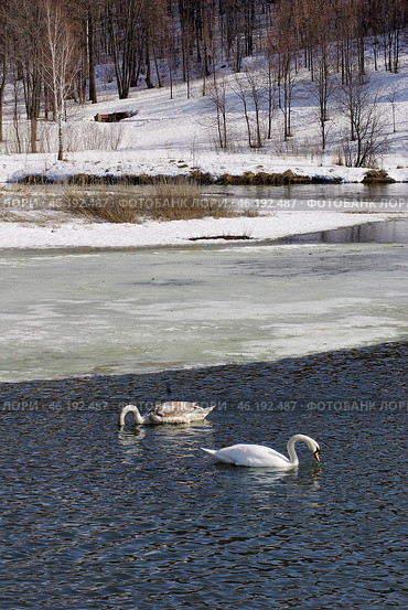 Южный Урал, пара лебедей-шипунов (Cygnus olor) на озере весной. Southern Urals, a couple of the mute swan (Cygnus olor) on the lake in spring. Стоковое фото, фотограф Евгений Романов / Фотобанк Лори