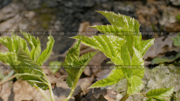 Южный Урал, побеги сныти обыкновенной (Aegopodium podagraria) в лесу весной. Southern Urals, shoots of ground elder (Aegopodium podagraria) in the forest in spring. Стоковое фото, фотограф Евгений Романов / Фотобанк Лори