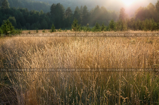 Южный Урал, поле диких злаков на рассвете. The southern Urals, a field of wild cereals at dawn. Стоковое фото, фотограф Евгений Романов / Фотобанк Лори
