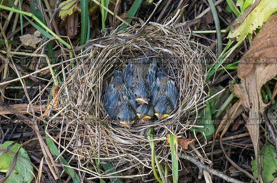 Южный Урал, птенцы камышовки болотной (Acrocephalus palustris) в гнезде. The Southern Urals, Warbler (Acrocephalus palustris) chicks in the nest. Стоковое фото, фотограф Евгений Романов / Фотобанк Лори