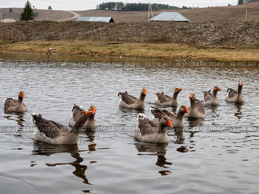 Южный Урал, село Кага: домашние гуси на реке Кага. Southern Urals, Kaga village: domestic geese on the Kaga River. Стоковое фото, фотограф Евгений Романов / Фотобанк Лори