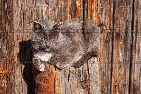 Южный Урал, серый кот дремлет у ворот деревенского дома. Southern Urals, a gray cat dozing at the gate of a village house. Стоковое фото, фотограф Евгений Романов / Фотобанк Лори