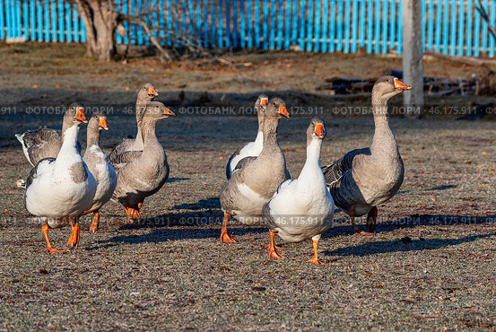 Южный Урал, стадо домашних гусей прогуливается по деревне. Southern Urals, a flock of the domestic geese walks through the villager. Стоковое фото, фотограф Евгений Романов / Фотобанк Лори