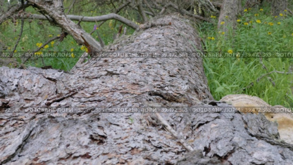 Южный Урал, ствол большой поваленной лиственницы (Larix sibirica). Southern Urals, the trunk of a large fallen larch (Larix sibirica). Стоковое видео, видеограф Евгений Романов / Фотобанк Лори