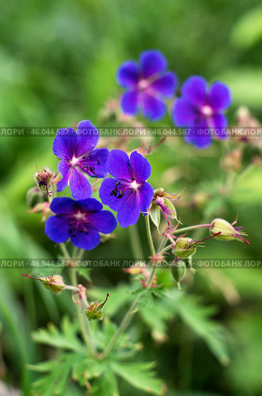 Южный Урал, цветущая герань лесная (Geranium sylvaticum) на лугу. Southern Urals, blooming woodland geranium (Geranium sylvaticum) in the meadow. Стоковое фото, фотограф Евгений Романов / Фотобанк Лори