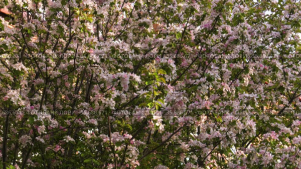 Южный Урал. Цветущая яблоня Недзвецкого. Southern Urals. Blooming apple tree Nedzvetskogo (Malus niedzwetzkyana). Стоковое видео, видеограф Евгений Романов / Фотобанк Лори