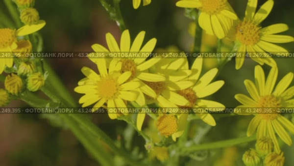 Южный Урал, цветущая якобея обыкновенная (Jacobaea vulgaris) на лужайке летом. Southern Urals, blooming Jacobaea vulgaris (Jacobaea vulgaris) on the lawn in summer. Стоковое видео, видеограф Евгений Романов / Фотобанк Лори