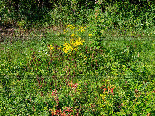 Южный Урал, цветущая якобея обыкновенная (Jacobaea vulgaris) на лужайке летом. Southern Urals, blooming Jacobaea vulgaris (Jacobaea vulgaris) on the lawn in summer. Стоковое фото, фотограф Евгений Романов / Фотобанк Лори