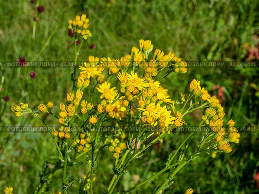 Южный Урал, цветущая якобея обыкновенная (Jacobaea vulgaris) на лужайке летом. Southern Urals, blooming Jacobaea vulgaris (Jacobaea vulgaris) on the lawn in summer. Стоковое фото, фотограф Евгений Романов / Фотобанк Лори