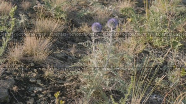 Южный Урал, цветущий мордовник обыкновенный (Echinops ritro) в горах. Southern Urals, blooming southern globethistle (Echinops ritro) in the mountains. Стоковое видео, видеограф Евгений Романов / Фотобанк Лори