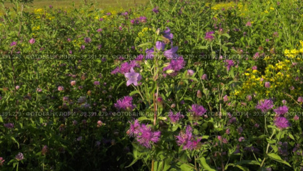 Южный Урал, цветущий василёк луговой (Centaurea jacea) на поле. Southern Urals, blooming brown knapweed (Centaurea jacea) in the meadow. Стоковое видео, видеограф Евгений Романов / Фотобанк Лори