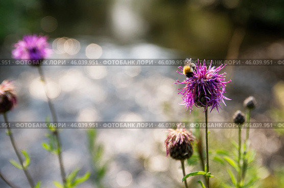 Южный Урал, цветущий василек шероховатый (Centaurea scabiosa) на берегу реки. Southern Urals, a blooming greater knapweed (Centaurea scabiosa) on the river bank. Стоковое фото, фотограф Евгений Романов / Фотобанк Лори
