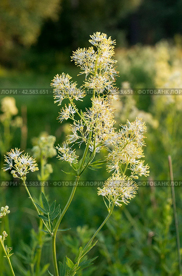 Южный Урал, цветущий василистник жёлтый (Thalictrum flavum) на лугу. Southern Urals, flowering common meadow-rue (Thalictrum flavum) in a meadow. Стоковое фото, фотограф Евгений Романов / Фотобанк Лори