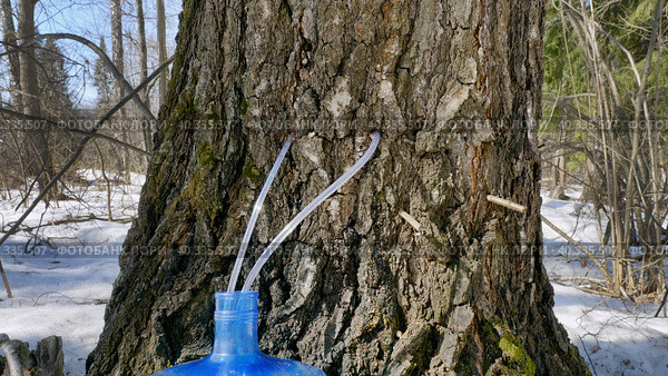 Южный Урал, весенняя тайга: сбор берёзового сока в бутыли. Southern Urals, spring taiga: collecting birch sap in bottles. Стоковое фото, фотограф Евгений Романов / Фотобанк Лори