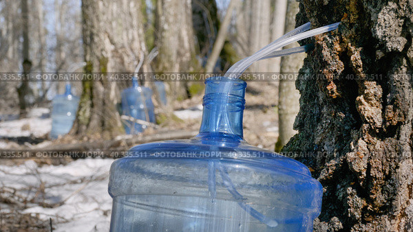 Южный Урал, весенняя тайга: сбор берёзового сока в бутыли. Southern Urals, spring taiga: collecting birch sap in bottles. Стоковое фото, фотограф Евгений Романов / Фотобанк Лори