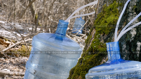 Южный Урал, весенняя тайга: сбор берёзового сока в бутыли. Southern Urals, spring taiga: collecting birch sap in bottles. Стоковое фото, фотограф Евгений Романов / Фотобанк Лори