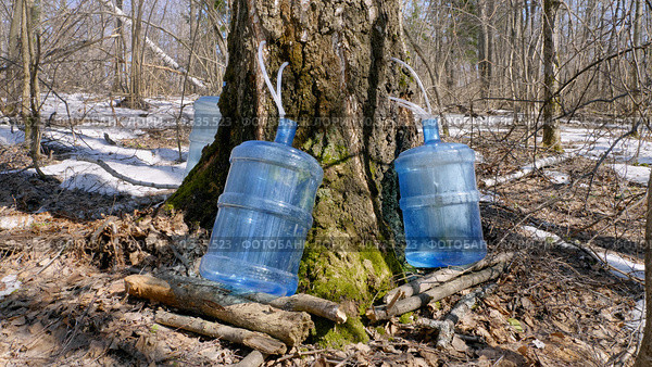 Южный Урал, весенняя тайга: сбор берёзового сока в бутыли. Southern Urals, spring taiga: collecting birch sap in bottles. Стоковое фото, фотограф Евгений Романов / Фотобанк Лори