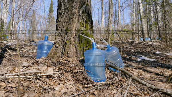 Южный Урал, весенняя тайга: сбор берёзового сока в бутыли. Southern Urals, spring taiga: collecting birch sap in bottles. Стоковое фото, фотограф Евгений Романов / Фотобанк Лори