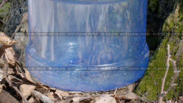 Южный Урал, весенняя тайга: сбор берёзового сока в бутыли. Southern Urals, spring taiga: collecting birch sap in bottles. Стоковое видео, видеограф Евгений Романов / Фотобанк Лори