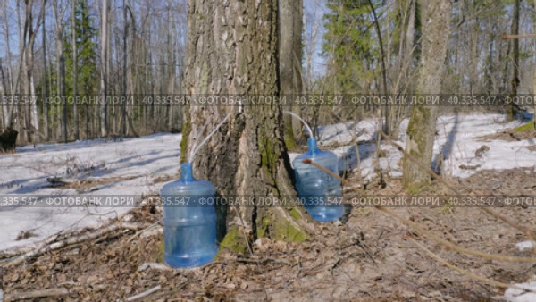 Южный Урал, весенняя тайга: сбор берёзового сока в бутыли. Southern Urals, spring taiga: collecting birch sap in bottles. Стоковое видео, видеограф Евгений Романов / Фотобанк Лори