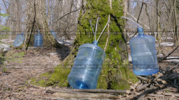 Южный Урал, весенняя тайга: сбор берёзового сока в бутыли. Southern Urals, spring taiga: collecting birch sap in bottles. Стоковое видео, видеограф Евгений Романов / Фотобанк Лори