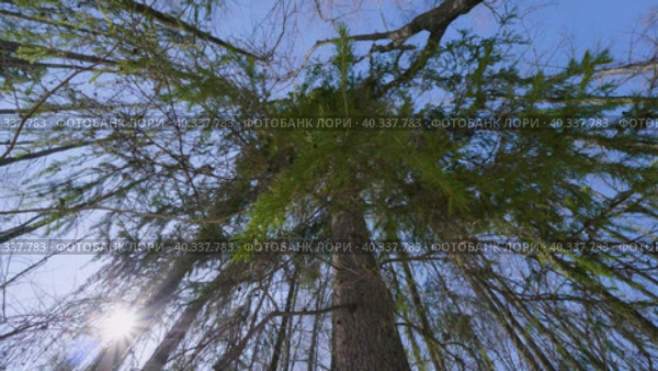 Южный Урал: ветви пихты раскачиваются на ветру. Southern Urals: fir branches sway in the wind. Стоковое видео, видеограф Евгений Романов / Фотобанк Лори