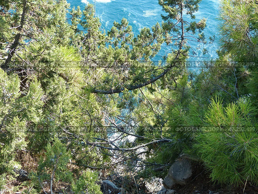 В парке "Харакс". Крымский пейзаж. Южный берег Крыма, Гаспра, Россия (2019 год). Стоковое фото, фотограф Сергей Елизарьев / Фотобанк Лори