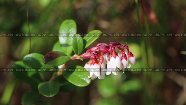 Vaccinium vitis-idaea. Цветы брусники обыкновенной крупным планом, Ямало-Ненецкий автономный округ. Стоковое видео, видеограф Григорий Писоцкий / Фотобанк Лори