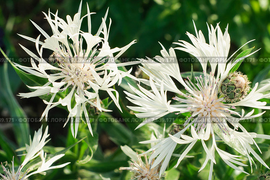 Василек горный "Alba" (Centaurea montana "Alba") Стоковое фото, фотограф Алёшина Оксана / Фотобанк Лори