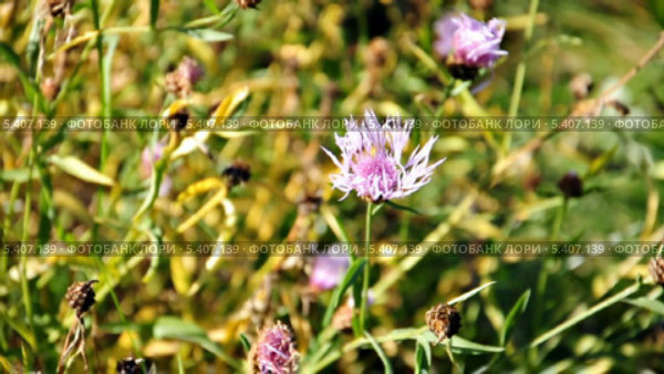 Василек луговой (Centaurea jacea) Стоковое видео, видеограф Алёшина Оксана / Фотобанк Лори