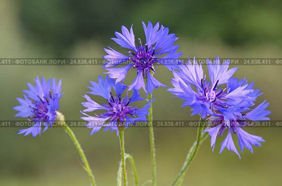 Василёк синий, или Василёк посевной (лат. Centaurea cyanus) крупным планом. Стоковое фото, фотограф Елена Коромыслова / Фотобанк Лори
