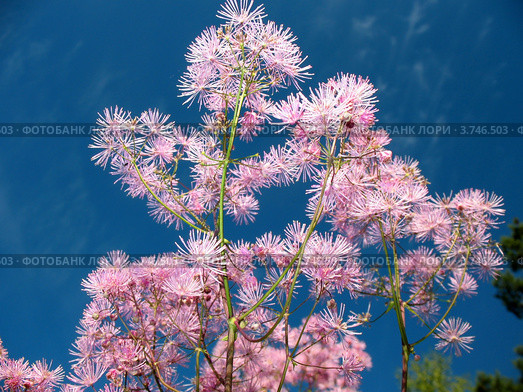 Василистник Thalictrum aquilegifolium, семейство Лютиковые, на фоне голубого неба. Стоковое фото, фотограф Заноза-Ру / Фотобанк Лори