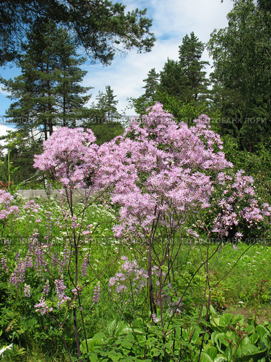 Василистник водосборолистный (Thalictrum aquilegifolium), сем. Лютиковые. Стоковое фото, фотограф Заноза-Ру / Фотобанк Лори