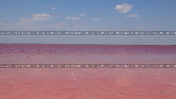 Vast expanse of vibrant pink water under a clear blue sky, with gentle waves creating ripples, showcasing the unique beauty of this surreal natural landscape. Sasyk-Sivash Lake. Стоковое видео, видеограф Ирина Ручушкина / Фотобанк Лори