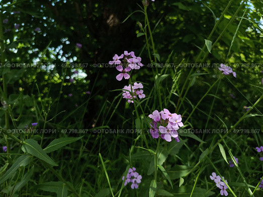 Вечерница обыкновенная, гесперис, Hesperis matronalis. Стоковое фото, фотограф Larchenko Alexei / Фотобанк Лори