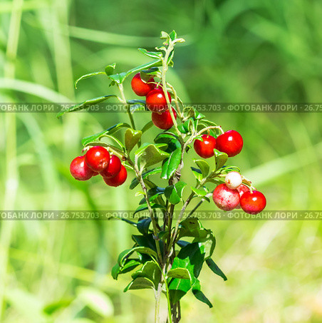 Вечно-зелёный кустарничек брусника обыкновенная (лат. Vaccinium vitis-idaea L.). Крупный план кустика с ягодами. Стоковое фото, фотограф Евгений Мухортов / Фотобанк Лори