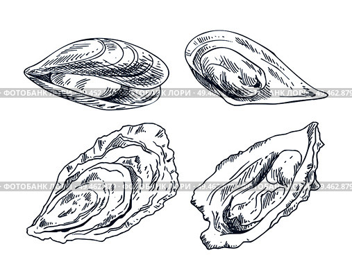 Vector hand drawn monochrome seafood edible shellfish mussel and oyster illustration. Cockleshell icon set for nautical promo poster in sketch style.. Cockleshell Icon Set for Nautical Promo Poster. Стоковая иллюстрация, агентство Ingram Publishing / Фотобанк Лори