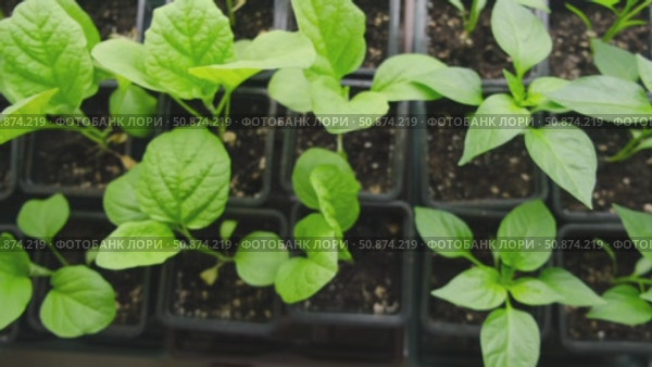 Vegetables seedlings. Young plants sprout growing in seed trays, in pots indoor. Early plant development. Green Tomato, pepper plant recently germinated and ready for thinning. Home gardening concept. Стоковое видео, видеограф Марина Демидюк / Фотобанк Лори