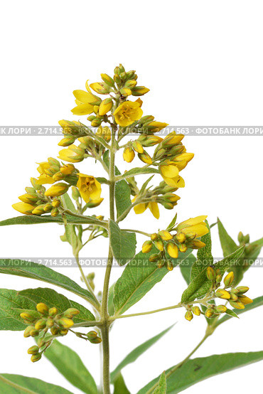 Вербейник обыкновенный (Lysimachia vulgaris) на белом фоне. Стоковое фото, фотограф Галина Ермолаева / Фотобанк Лори
