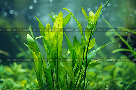 Verdant Aquatic plant vallisneria. Generate AI. Стоковое AI-изображение, AI-художник Иван Рябоконь / Фотобанк Лори