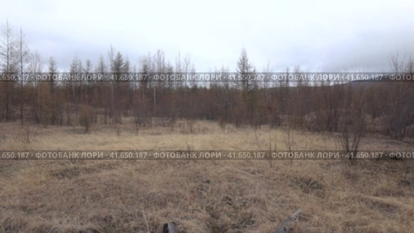 Верховое болото в тайге. Стоковое видео, видеограф Олег Хархан / Фотобанк Лори