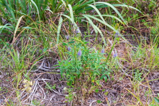 Вероника длиннолистная (лат. Veronica longifolia) на правом берегу реки Дон, Волгоградская область, Россия. Стоковое фото, фотограф Андрей Цыганков / Фотобанк Лори